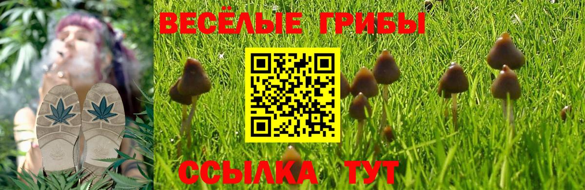 Красноармейск  Галлюциногенные грибы прущие грибы  Вход с VPN 